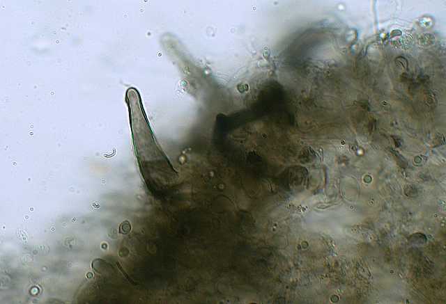 Hydropus atramentosus     (Kalchbr.)    Kotl. & Pouzar